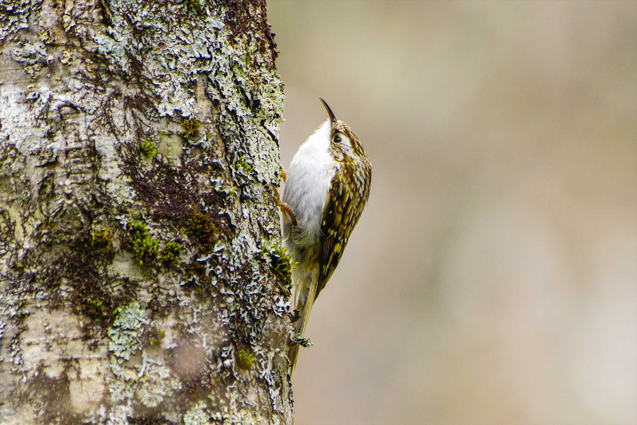 Photo of Eurasian Treecreeper at 上高地 by BW11558