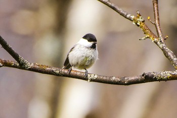 Willow Tit 上高地 Mon, 4/24/2023