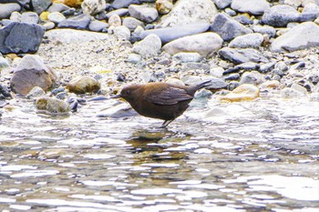 Brown Dipper 上高地 Mon, 4/24/2023