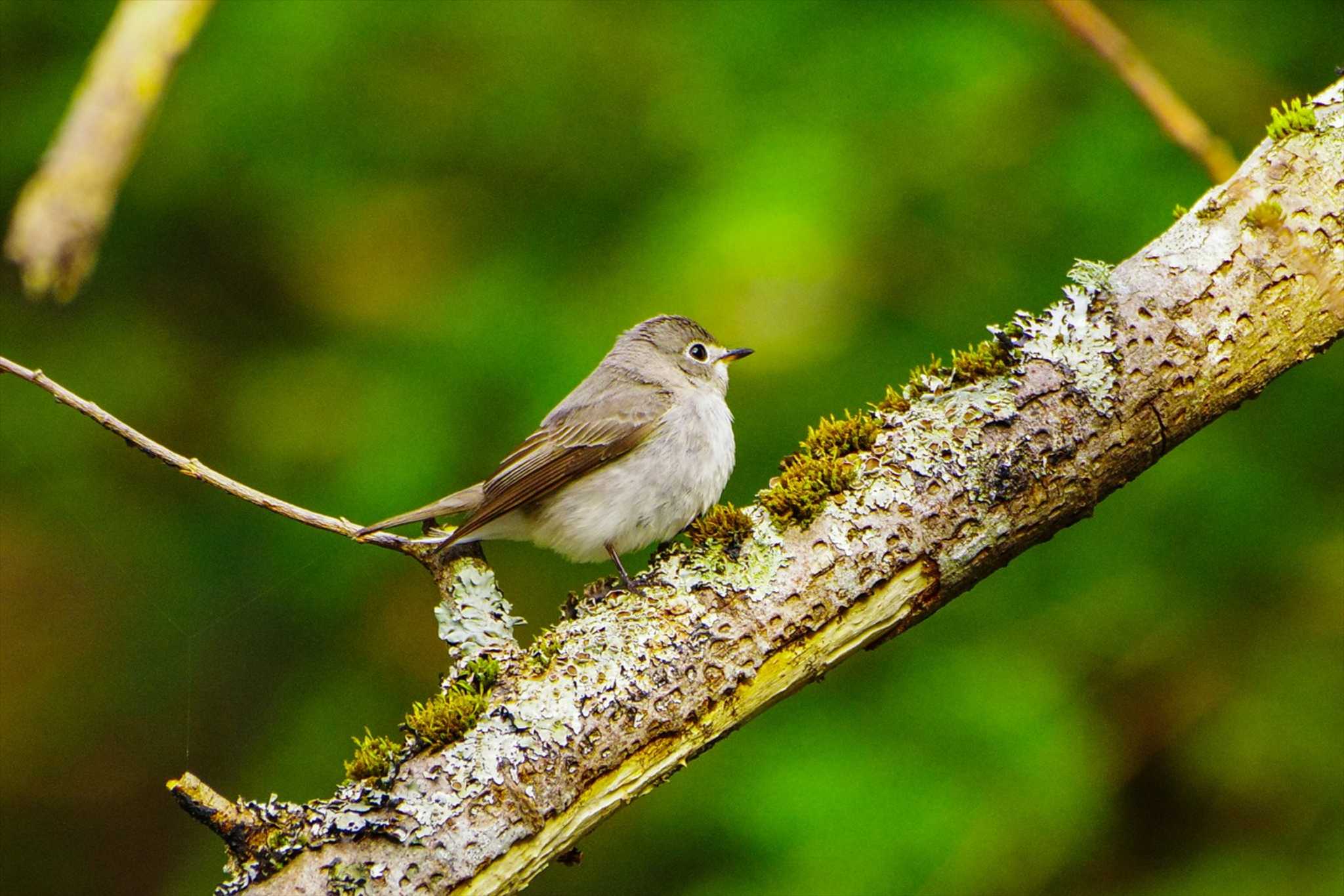 Asian Brown Flycatcher