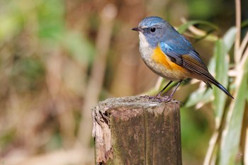 Red-flanked Bluetail Yatoyama Park Wed, 2/23/2022