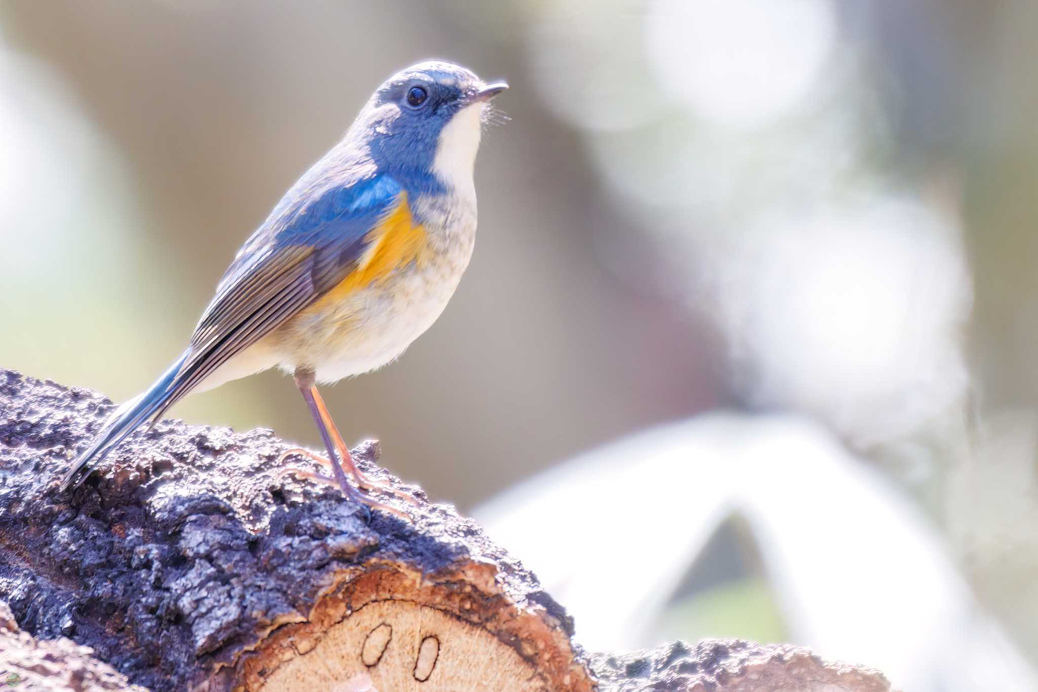 Photo of Red-flanked Bluetail at Yatoyama Park by d3_plus