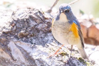 Red-flanked Bluetail Yatoyama Park Wed, 2/23/2022