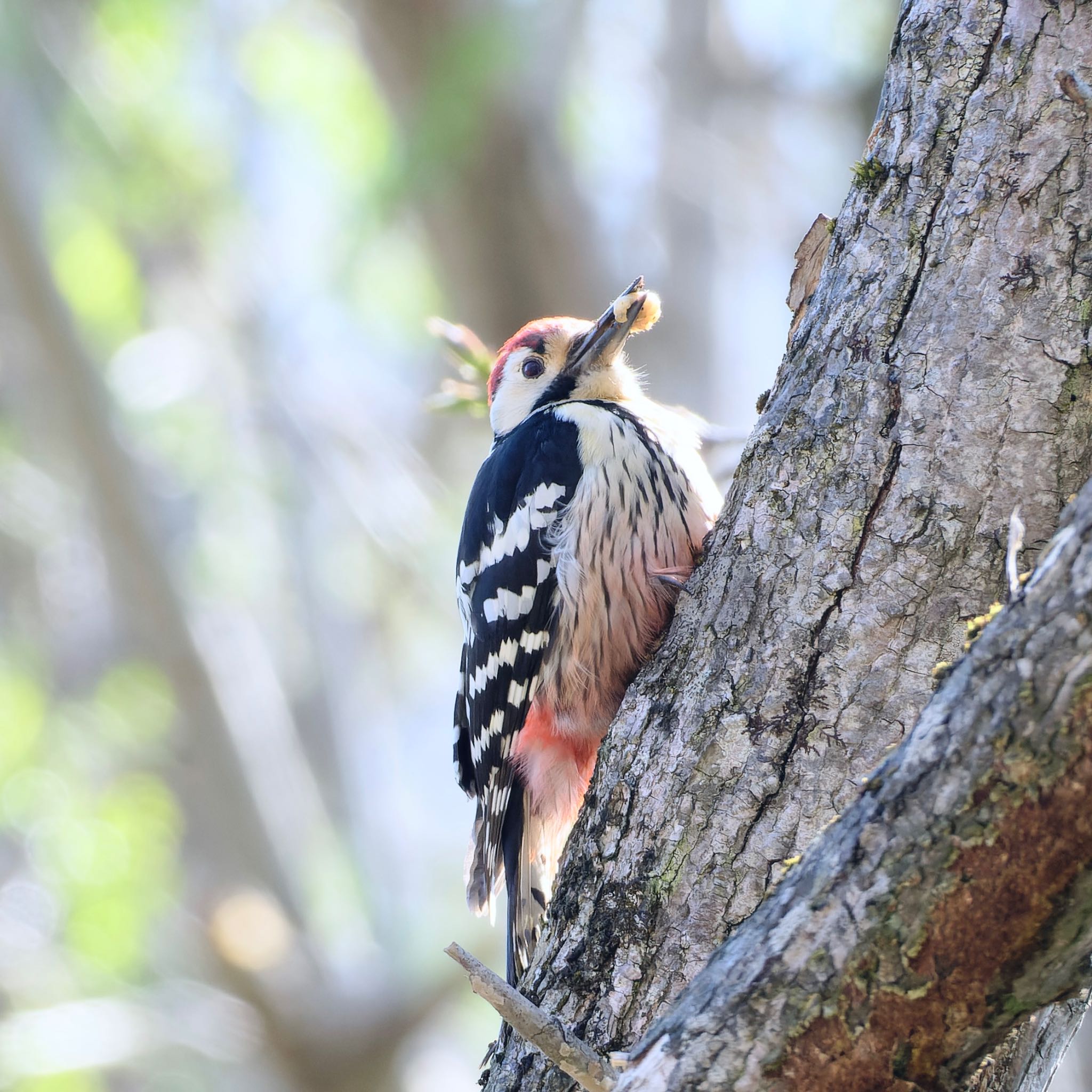 西岡公園(西岡水源地) オオアカゲラの写真