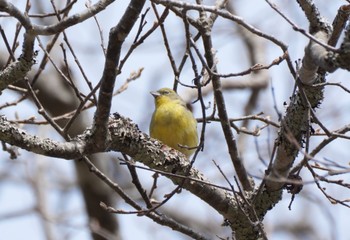 Yellow Bunting Togakushi Forest Botanical Garden Sun, 4/23/2023