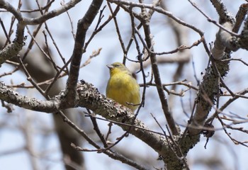 ノジコ 戸隠森林植物園(戸隠森林公園) 2023年4月23日(日)