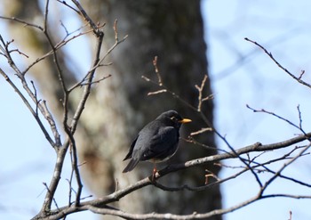 Japanese Thrush Togakushi Forest Botanical Garden Sun, 4/23/2023