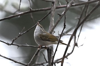 Sakhalin Leaf Warbler 秩父 ピーキーチー、ピーキーチー Tue, 4/25/2023