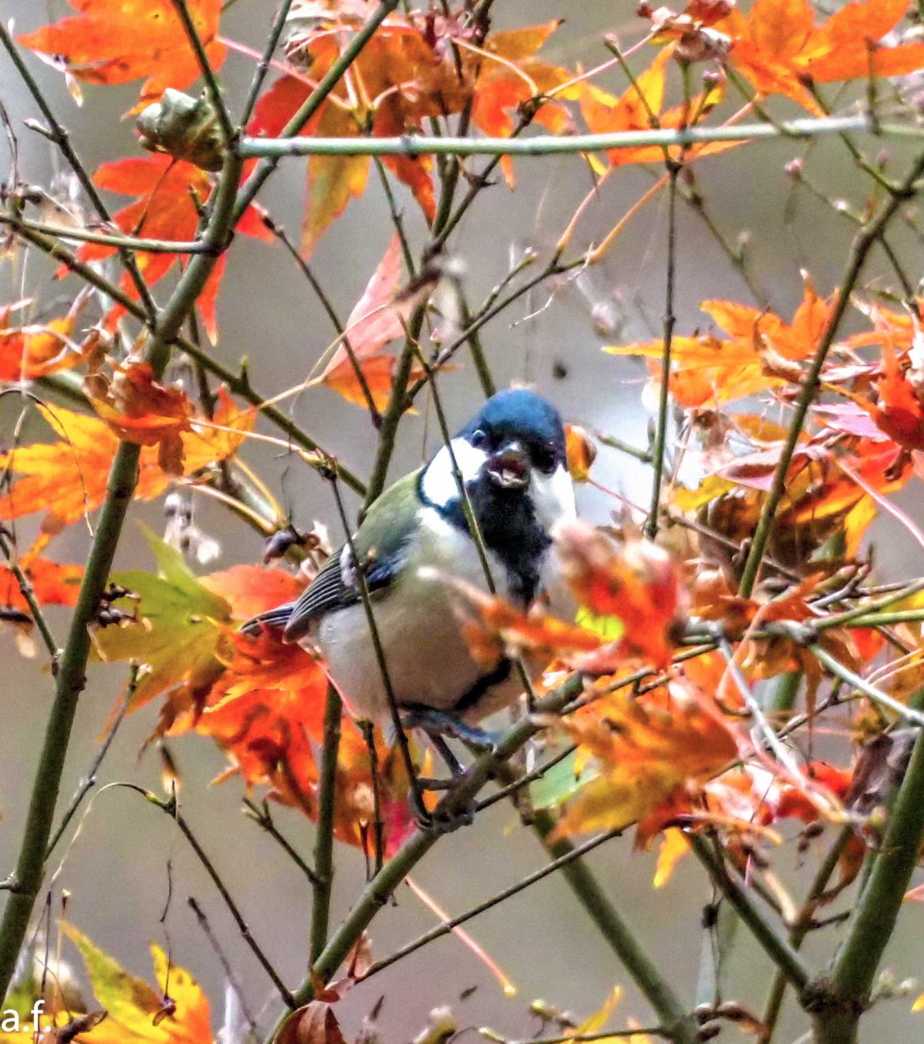 薬師池公園 シジュウカラの写真