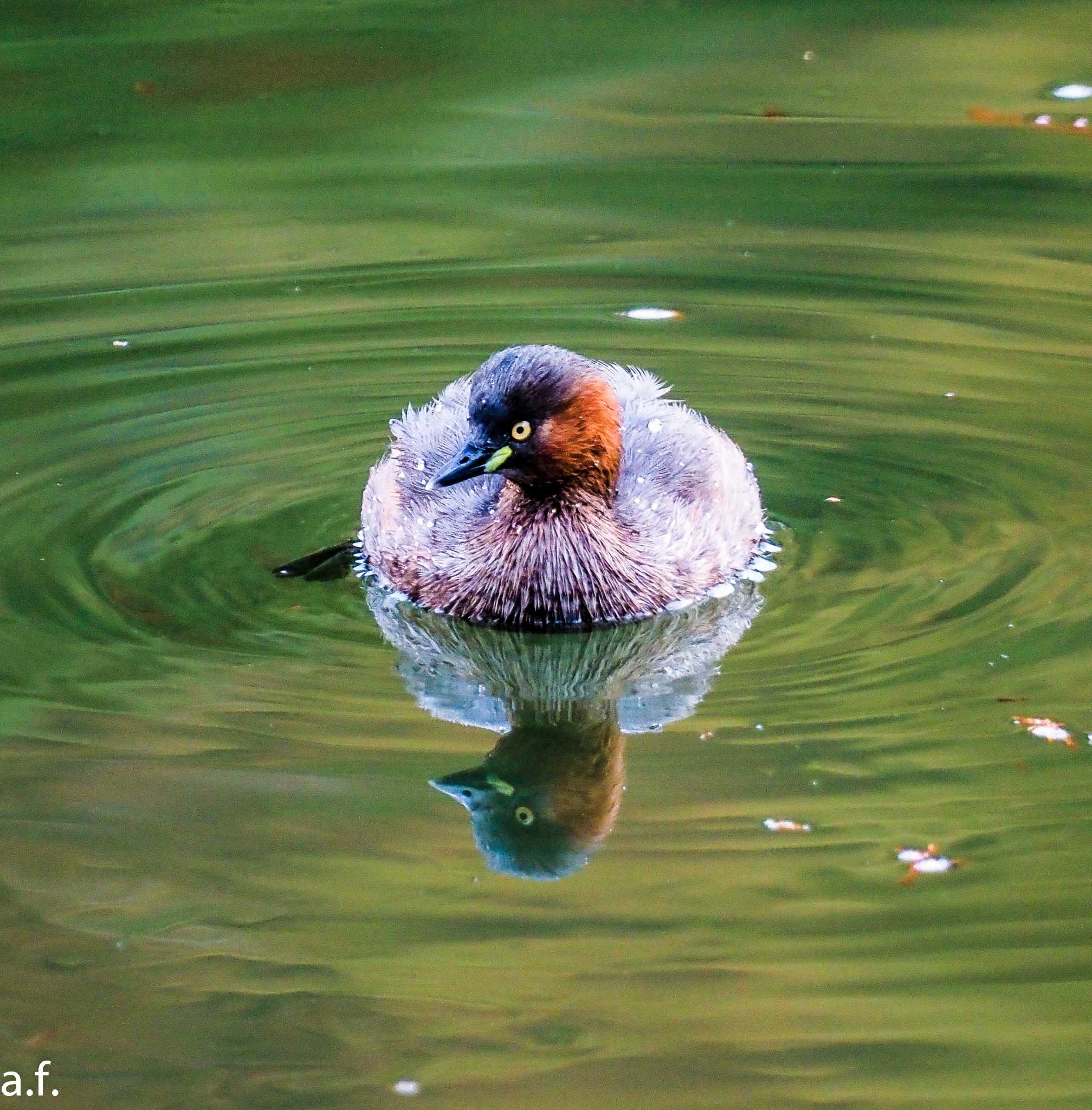 薬師池公園 カイツブリの写真 by a.f.