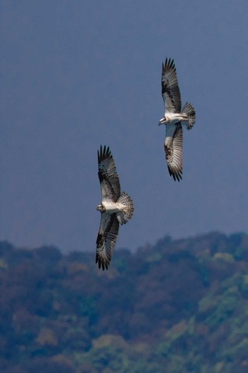 2023年4月27日(木) 山口県の野鳥観察記録