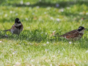 2023年4月27日(木) 福井緑地(札幌市西区)の野鳥観察記録