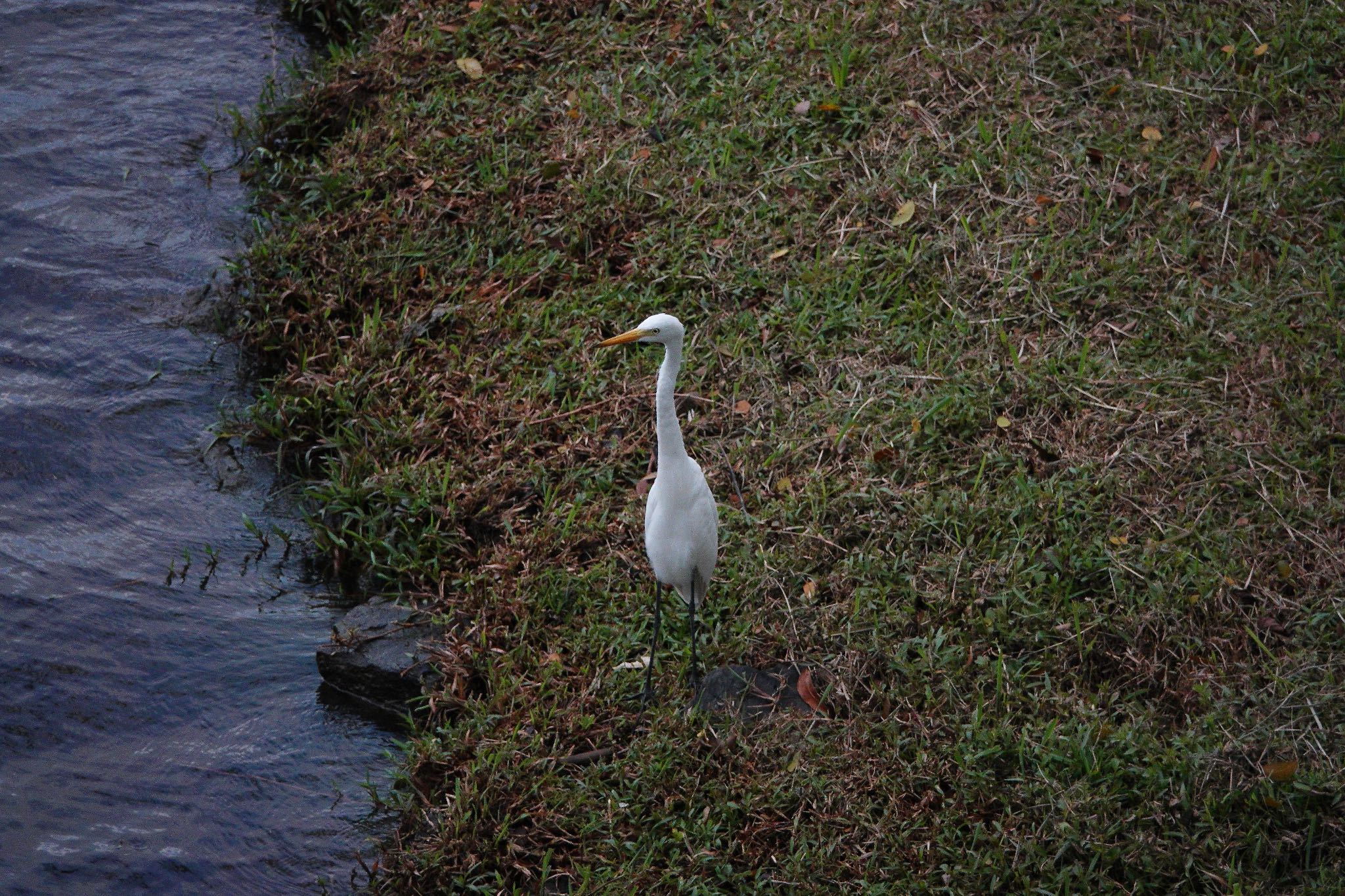 Putrajaya Wetlands Park チュウサギの写真 by のどか