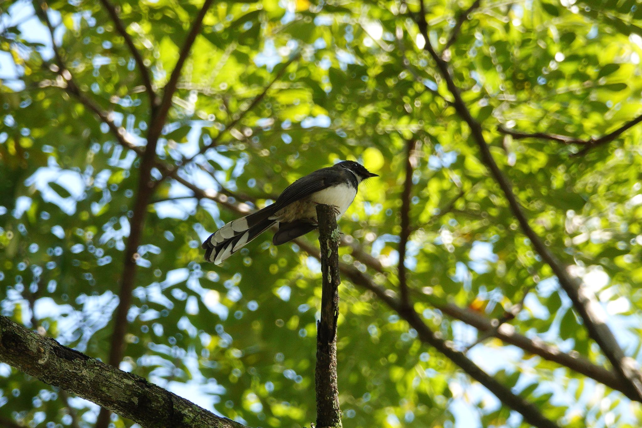 Putrajaya Wetlands Park ムナオビオウギビタキの写真 by のどか