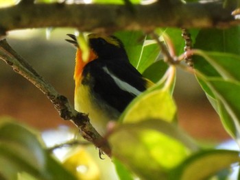 2023年4月27日(木) 航空公園の野鳥観察記録