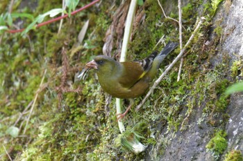 Grey-capped Greenfinch みなくち子どもの森 Thu, 4/27/2023