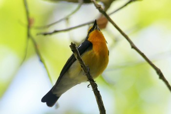 Narcissus Flycatcher みなくち子どもの森 Thu, 4/27/2023