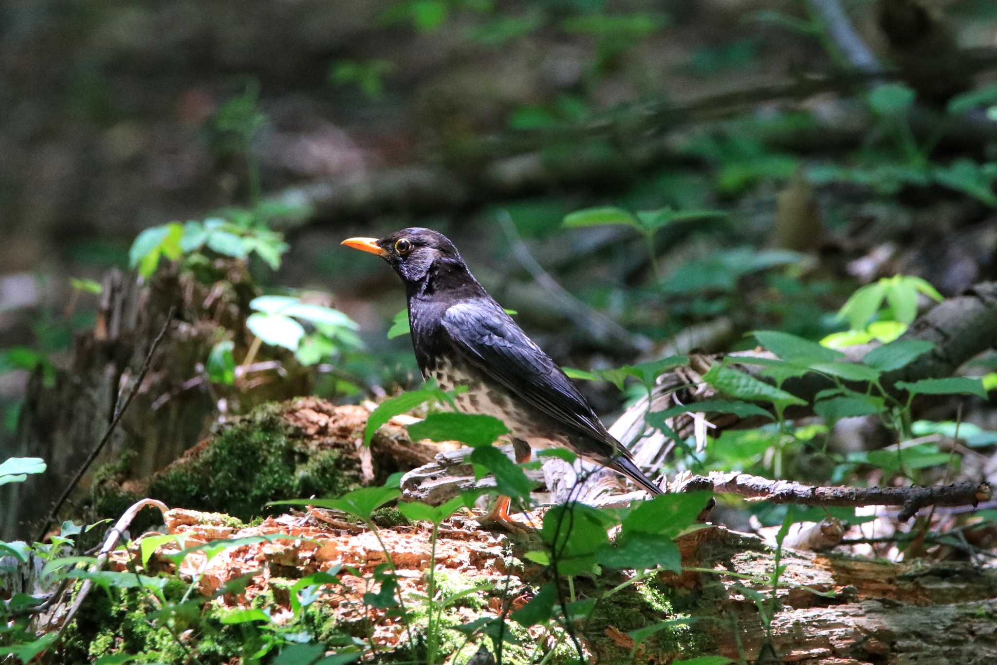 Photo of Japanese Thrush at Lake Kawaguchiko Field Center by とみやん