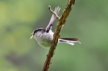 エナガ 兵庫県立ゆめさきの森公園 2023年4月24日(月)