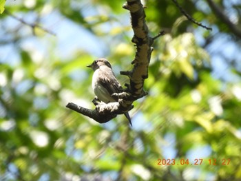 Asian Brown Flycatcher 養老公園 Thu, 4/27/2023
