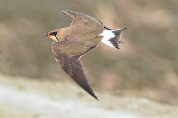 Oriental Pratincole 埼玉県 Sun, 4/23/2023