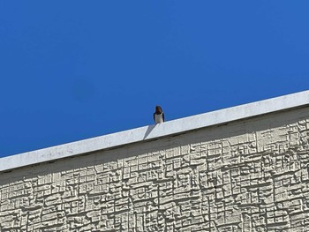 2023年4月27日(木) 茨城県の野鳥観察記録