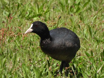 Eurasian Coot 茨城県 Thu, 4/27/2023