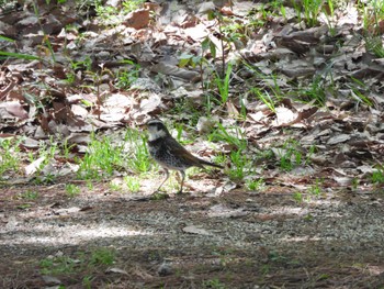 Dusky Thrush 茨城県 Thu, 4/27/2023