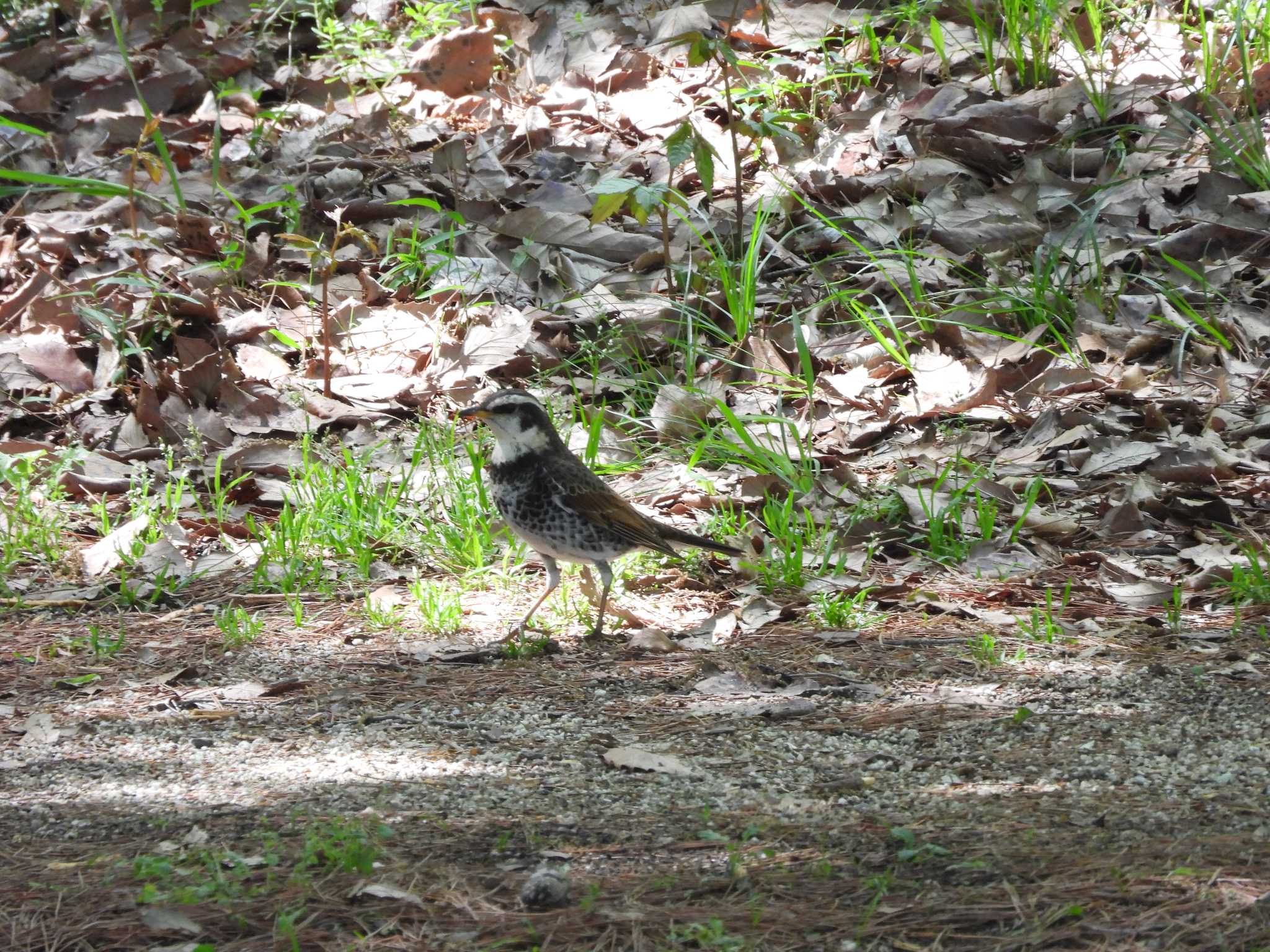 Dusky Thrush