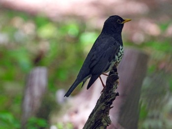 クロツグミ 太白山自然観察の森 2023年4月27日(木)