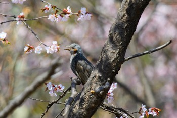 ヒヨドリ 天神山緑地 2023年4月25日(火)