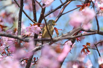 カワラヒワ 天神山緑地 2023年4月25日(火)