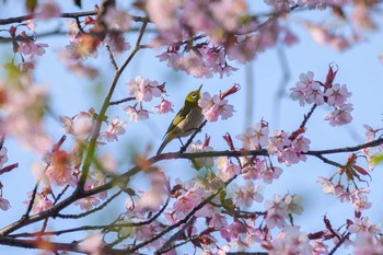 メジロ 天神山緑地 2023年4月25日(火)