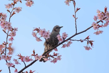 ヒヨドリ 天神山緑地 2023年4月25日(火)