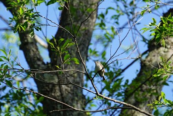 Asian Brown Flycatcher Togakushi Forest Botanical Garden Mon, 6/4/2018