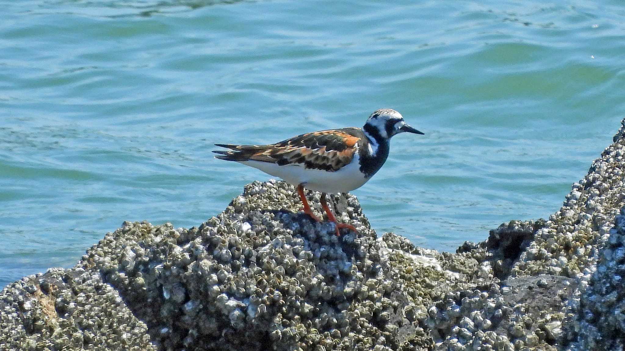 甲子園浜(兵庫県西宮市) キョウジョシギの写真 by いしころ