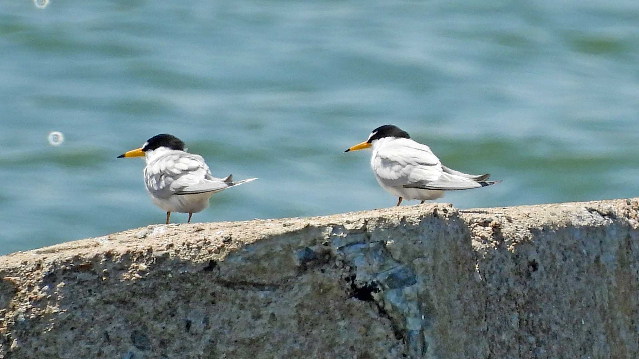 甲子園浜(兵庫県西宮市) コアジサシの写真 by いしころ