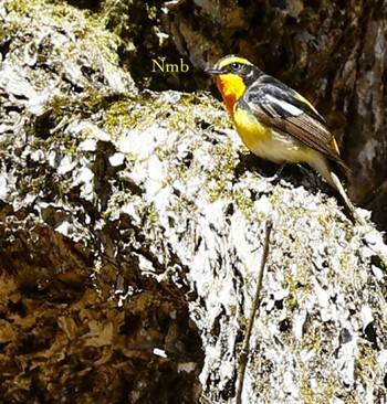 Narcissus Flycatcher Unknown Spots Unknown Date