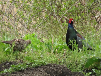 Green Pheasant 軽井沢町発地 Sat, 5/14/2022