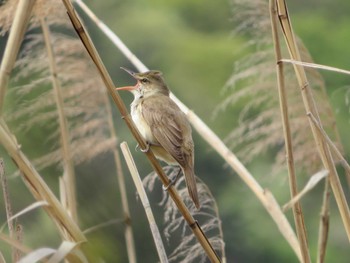 Oriental Reed Warbler 軽井沢町発地 Sat, 5/14/2022