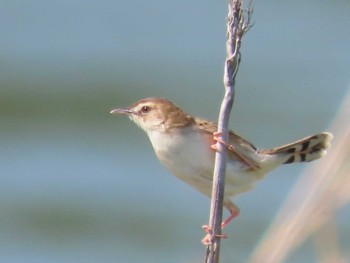 Zitting Cisticola 岡山旭川 Thu, 4/27/2023