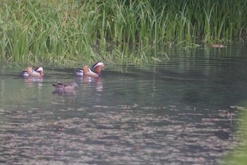 Mandarin Duck Togakushi Forest Botanical Garden Mon, 6/4/2018