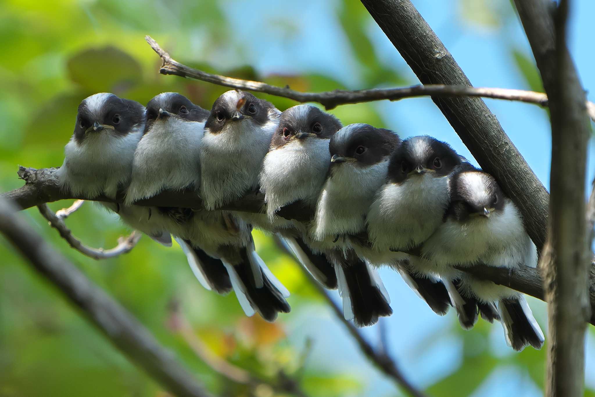 Long-tailed Tit