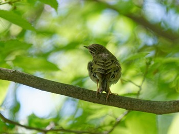 Olive-backed Pipit 横浜市立金沢自然公園 Thu, 4/27/2023