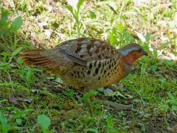 Chinese Bamboo Partridge 横浜市立金沢自然公園 Thu, 4/27/2023