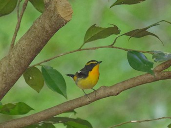 Narcissus Flycatcher 横浜市立金沢自然公園 Thu, 4/27/2023