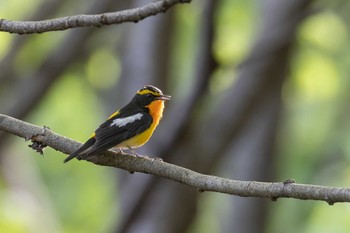 Narcissus Flycatcher Unknown Spots Wed, 4/26/2023