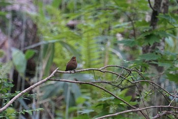 ミソサザイ 戸隠森林植物園(戸隠森林公園) 2018年6月4日(月)