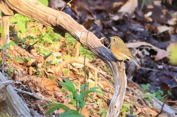 ルリビタキ 北海道 函館市 見晴公園 2023年4月27日(木)