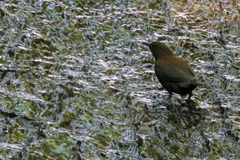 Brown Dipper 養老公園 Thu, 4/27/2023